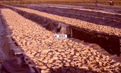 菇耳壮让蘑菇增产明